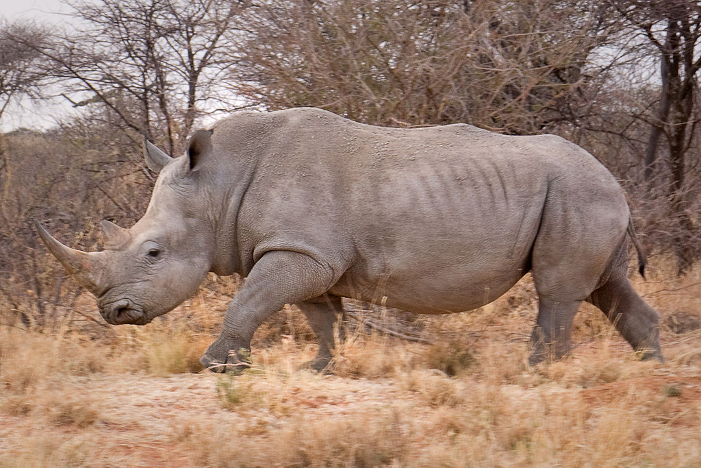 Nosorožec v Namibii. Kredit: Ikiwaner / Wikimedia Commons.