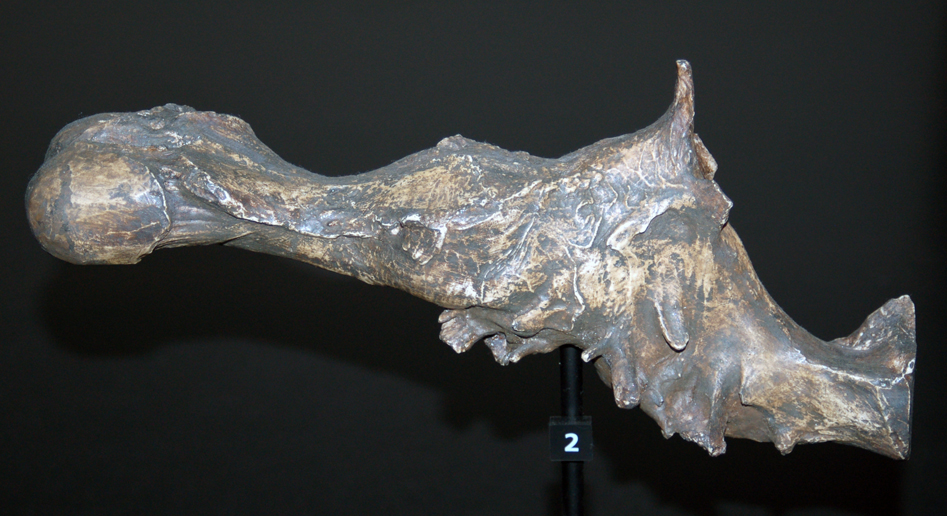 Výlitek mozkovny tyranosaura ukazující velikost a relativní proporce jednotlivých částí mozku tohoto obřího teropoda. Jedním z nejnápadnějších znaků je velikost čichových laloků (lobi olfactori) v přední části mozku. Ačkoliv byl tyranosauří mozek o v