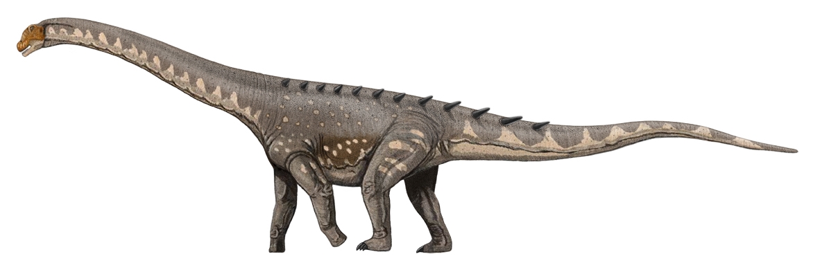 Rekonstrukce vzezření pozdně křídovégho titanosaurního sauropoda druhu Ampelosaurus attacis. Podobně vypadal podle některých svědectví také záhadný středoafrický kryptid Mokele-mbembe. Na rozdíl od tohoto fiktivního tvora však ampelosauři skutečně ži