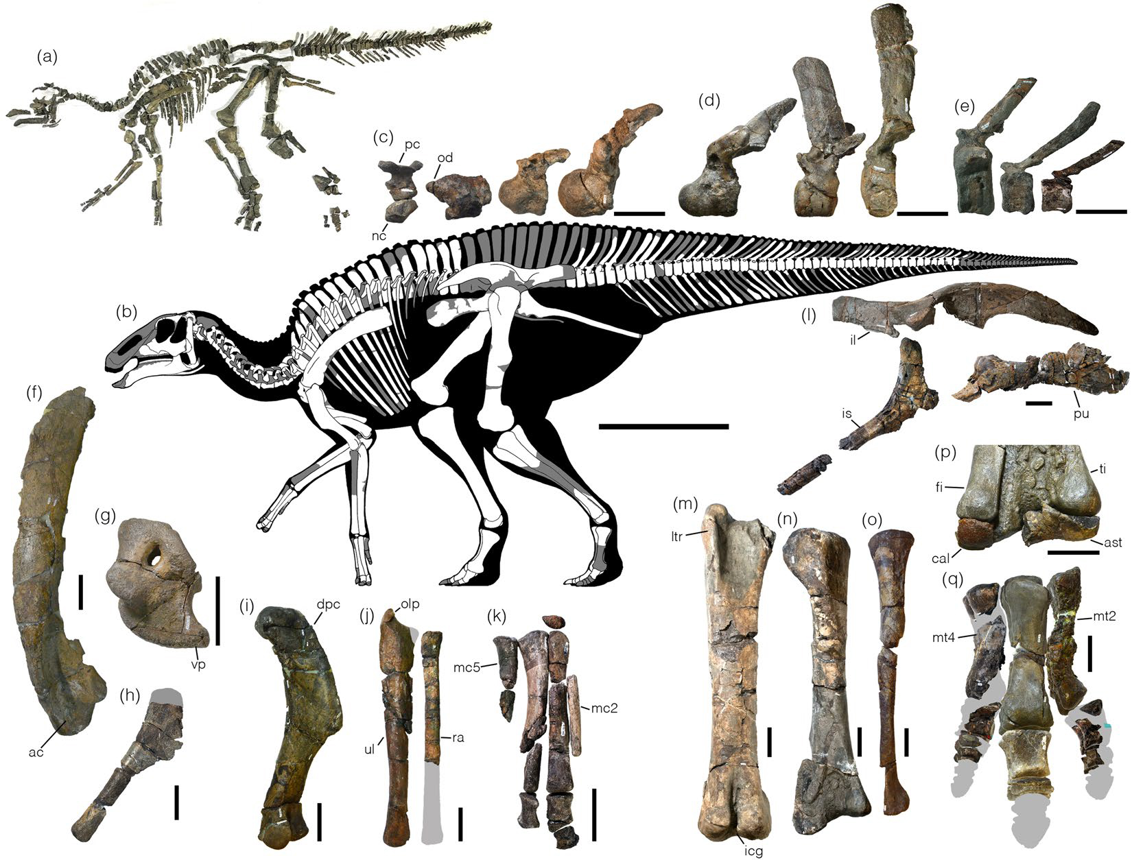 Skeletální diagram kamuysaura a zobrazené části jeho kostry, které se dochovaly až do současnosti. Tento středně velký robustní hadrosaurid dosahoval délky kolem 8 metrů a vážil asi 5 tun. Žil v době před 72 miliony let na území východní Asie a pravd