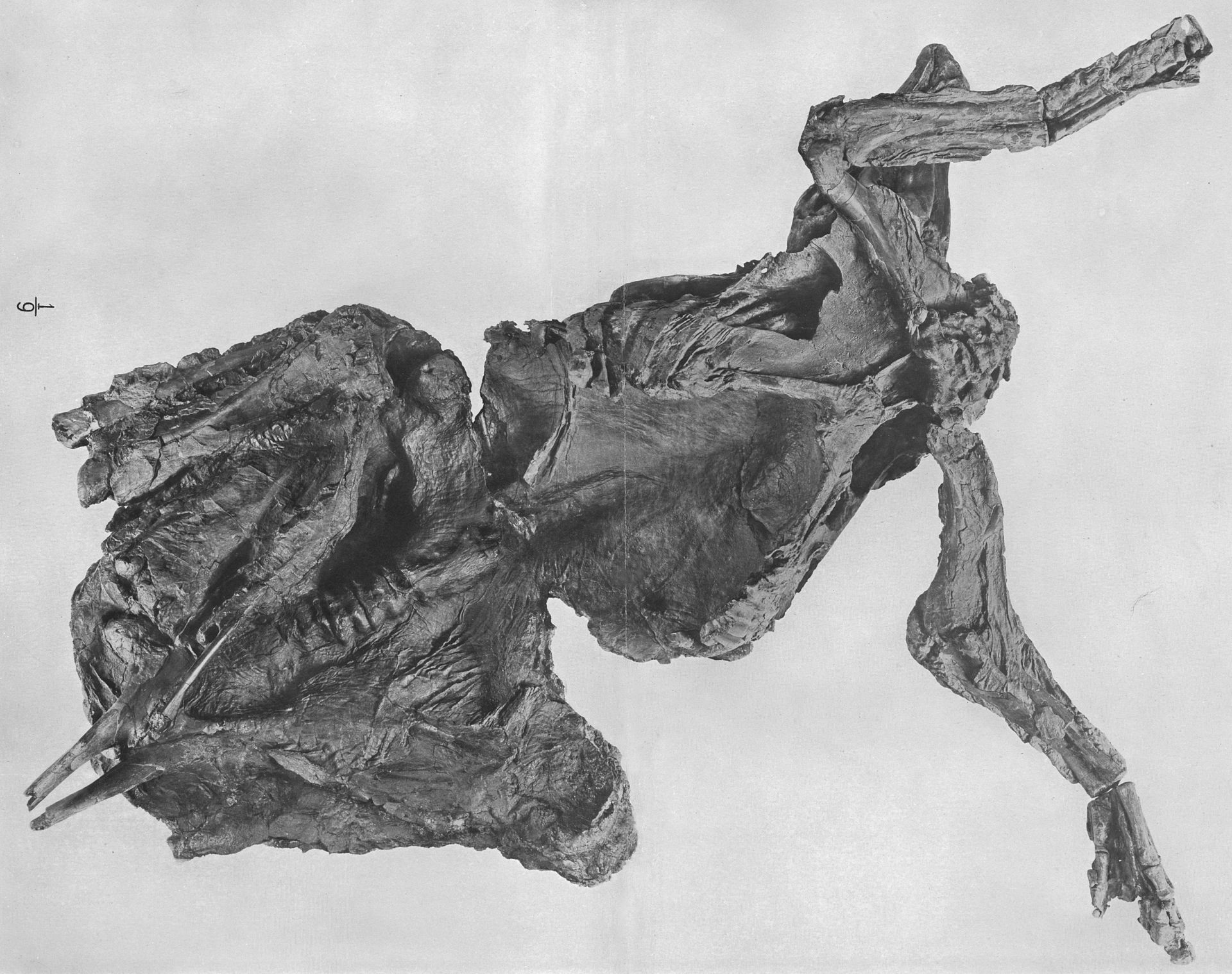 Pohled na slavnou „dinosauří mumii“, tedy skvěle zachovaný exemplář kachnozobého dinosaura druhu Edmontosaurus annectens, objevený Charlesem H. Sternbergem roku 1908 ve Wyomingu. Dnes představuje exponát AMNH 5060 ve sbírkách Amerického přírodovědeck