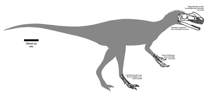 Přibližný tvar těla a dochované části kostry druhu Kileskus aristotocus. Tento vývojově primitivní tyranosauroidní teropod žil v době před asi 167 miliony let, tedy přesně o sto milionů let dříve, než slavný seveoamerický druh Tyrannosaurus rex. Kred