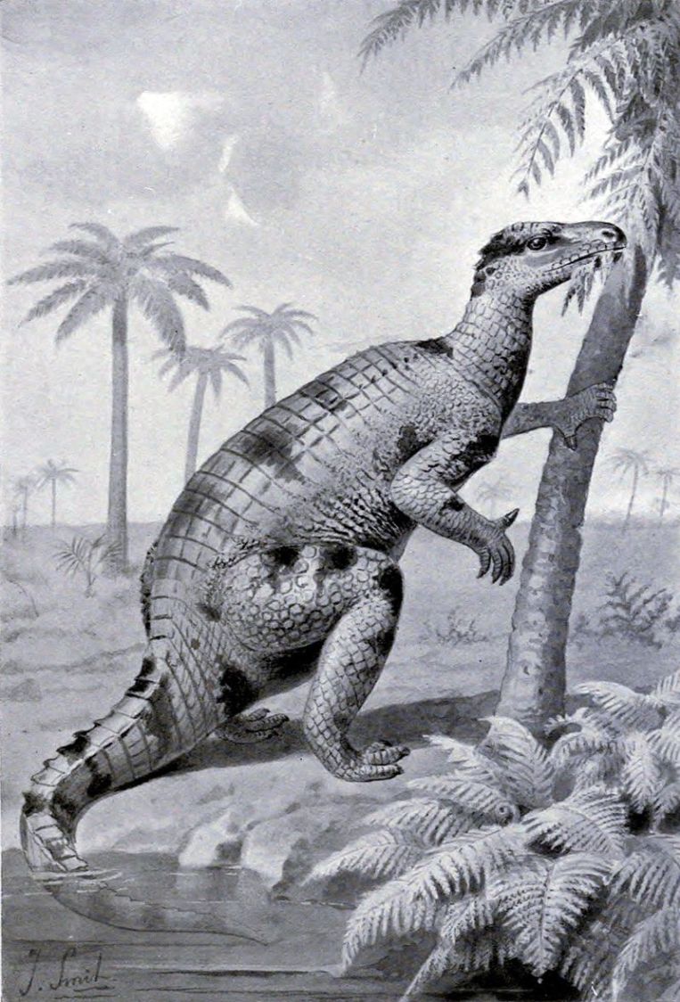 Značně zastaralá rekonstrukce vzezření druhu Iguanodon bernissartensis z přelomu 19. a 20. století. Iguanodon jako v pořadí druhý formálně popsaný rod dinosaura (1825) stojí poblíž začátku velmi dlouhé řady objevených druhohorních dinosaurů, která dn