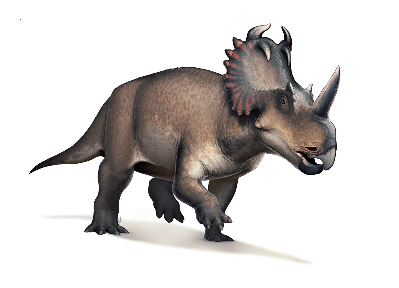 Rohatý dinosaurus druhu Centrosaurus apertus obýval oblasti dnešní kanadské Alberty v době před 76 miliony let. Podle nového výzkumu se v jeho fosilních kostech žádné původní proteiny nenacházejí, zato jsou ale vítaným útočištěm pro kolonie recentníc