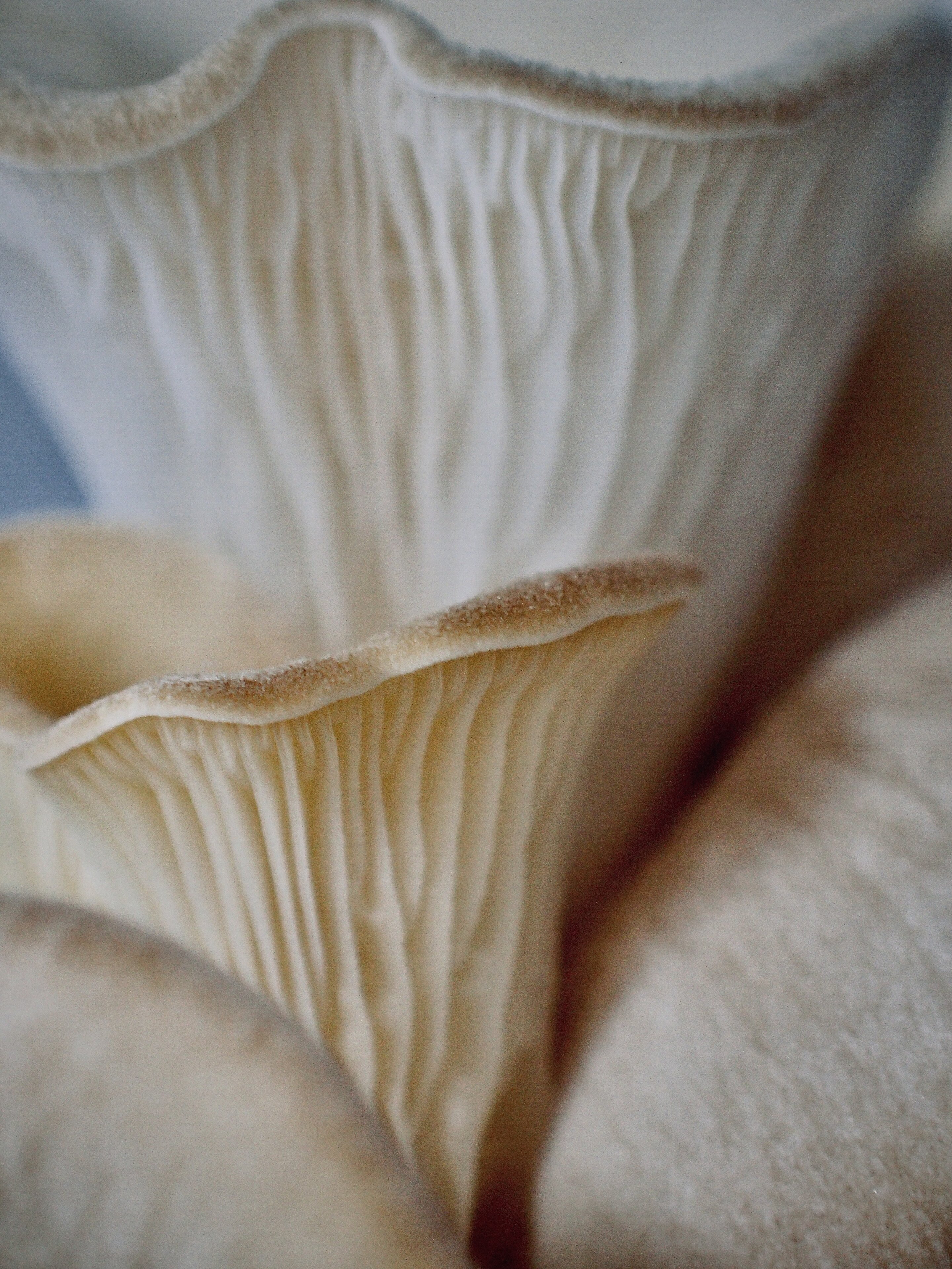 Hlíva ústřičná  Pleurotus ostreatus. Jak se asi teď budou stavět k houbě vegetariálni, když je masožravá a ještě k tomu travič?  Kredit: Sheng-Chian Juan.