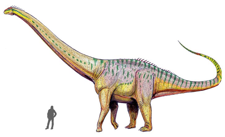 Ačkoliv byl Amphicoelias altus obřím diplodokoidním sauropodem (odhadovaná délka činí asi 18 až 21 metrů a hmotnost kolem 15 až 20 tun), velikosti pravděpodobného rebbachisaurida druhu M. fragillimus rozhodně nedosahoval. Původce kolosálního ztracené