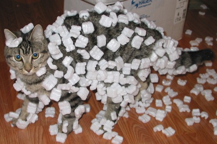 Kousky polystyrenové výplně, které se díky statické elektřině přichytily na kočičí srst. Statickou elektřinou nabité chlupy v důsledku elektrostatické indukce polarizují molekuly nevodivého polystyrenu. Kredit: Sean McGrath, Wikimedia Commons, CC BY 