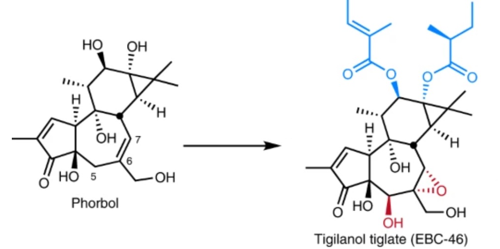 Chemikům ze Stanfordu se podařilo chemickou cestou připravit nadějný tigilanol tiglát, doposud extrahovaný jen ze semen jednoho endemického druhu stromu syntézou z forbolu, který lze získat z několika dostupnějších rostlinných zdrojů Kredit: Paul A. 