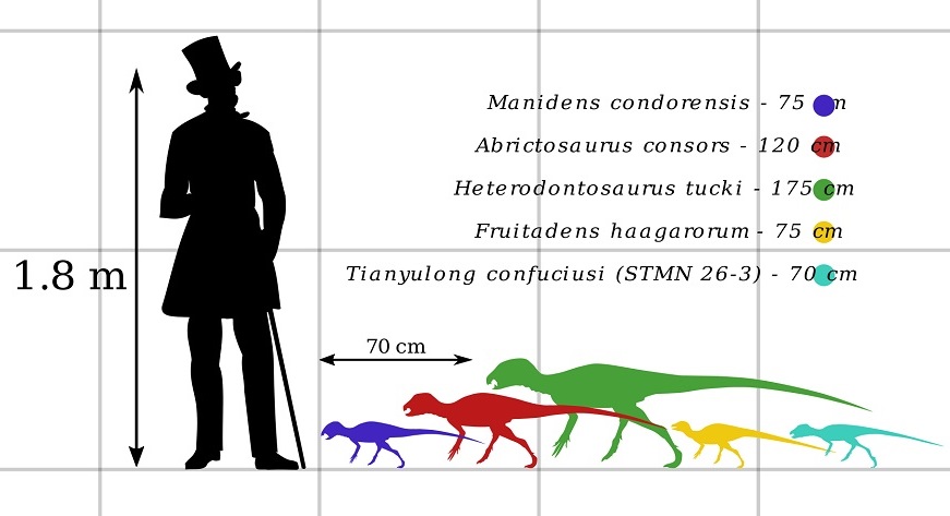Velikostní porovnání dospělého člověka a některých zástupců čeledi Heterodontosauridae. Obecně se jednalo o velmi malé druhy, z nichž některé patřily k nejmenším známým ptakopánvým dinosaurům vůbec. Někteří jedinci nebyli o mnoho větší než současná v