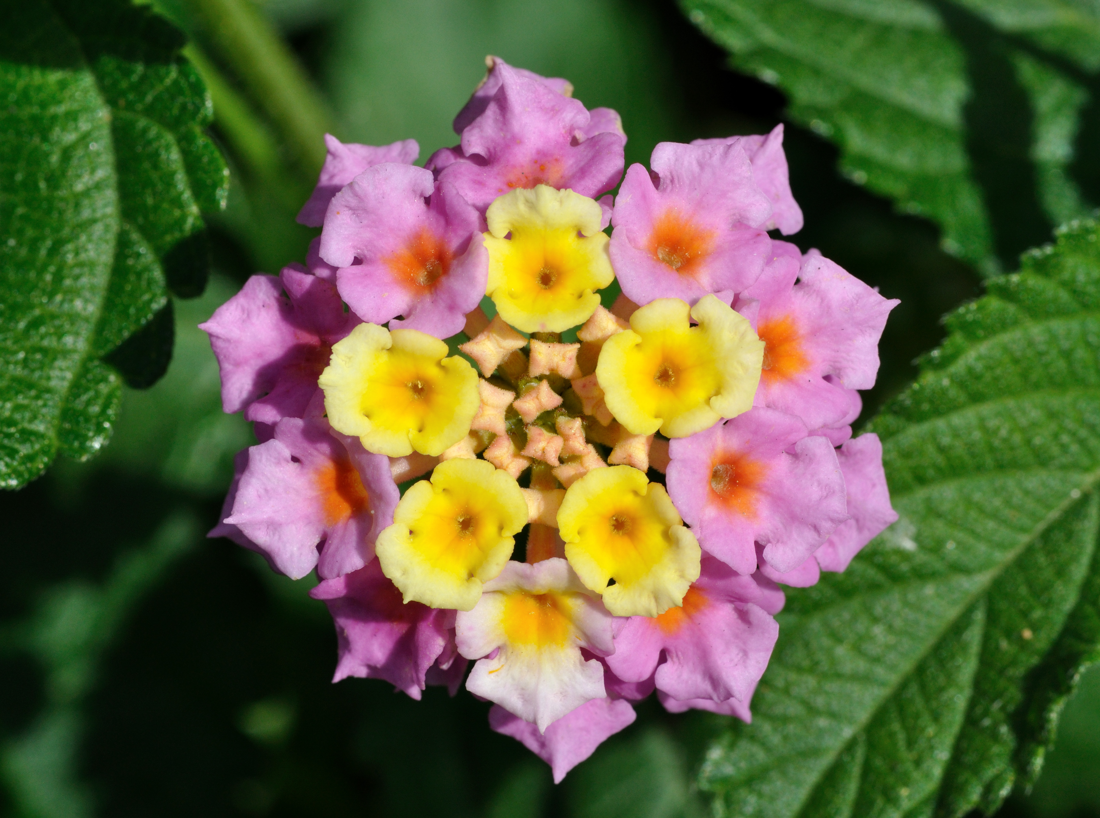 Libora měňavá (Lantana camara). Kredit: Quartl, Wikipedia, CC BY-SA 3.0