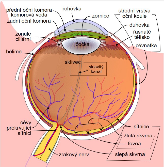 Schématický nákres lidského oka Kredit: Wikimedia Commons, volné dílo