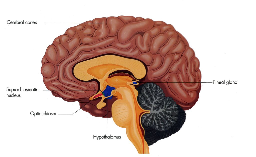 Ilustrace lidského mozku zobrazující mozkovou kůru (cerebral cortex), suprachiasmatické jádro (suprachiasmatic nukleus), zrakový nerv, hypotalamus a epifýzu (pineal gland). Kredit: ??? (Žlutý deštník), vlastní dílo, Wikipedia, CC BY 3.0