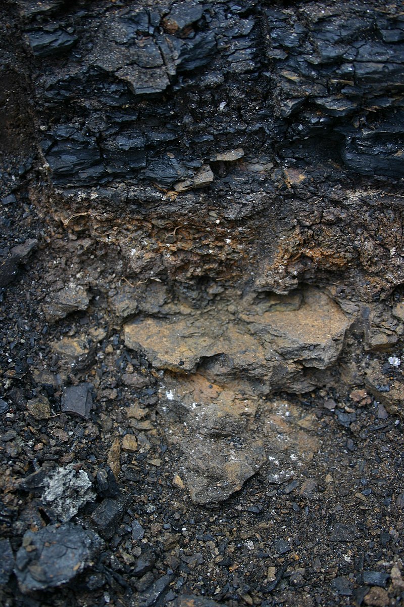 Jílová vrstvička na hranici křídy a paleogénu v sedimentech geologického souvrství Scollard (Red Deer River Valley, kanadská provincie Alberta). Tato tenká vrstva s výrazným obohacením kovovým prvkem iridiem se utvořila před 66 miliony let jako přímý