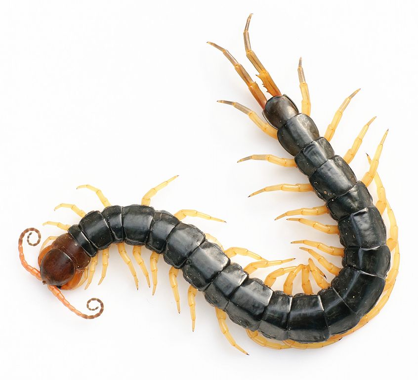 Stonoha Scolopendra subspinipes mutilans. Kredit: Yasunori Koide / Wikimedia Commons.