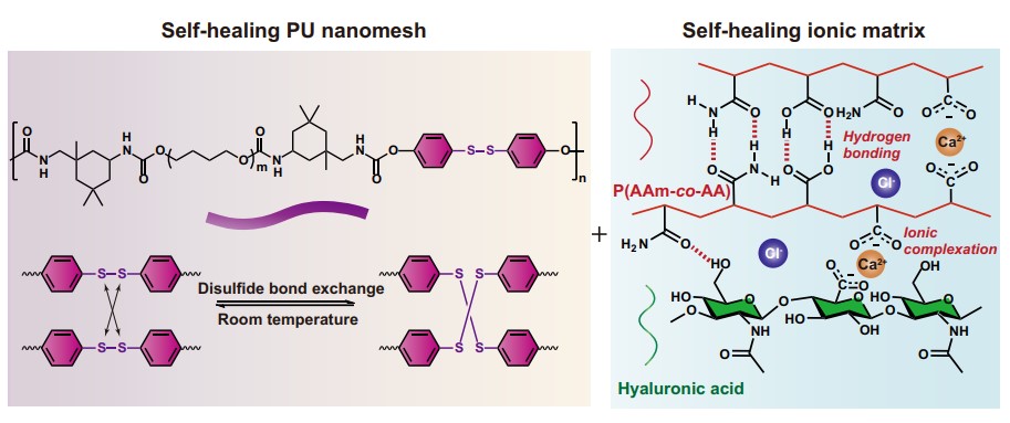 Schéma mechanizmu regenerace polyuretanové sítě změnou vazeb mezi atomy síry a iontové hydrogelové matrice pomocí vlhkosti. Kredit: Wang et al., Nature Communications (2022)