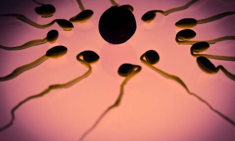 Spermie mají svůj kompas. K určení směru využívají termočidla i chemotaxi. Kredit: CC0 Public Domain