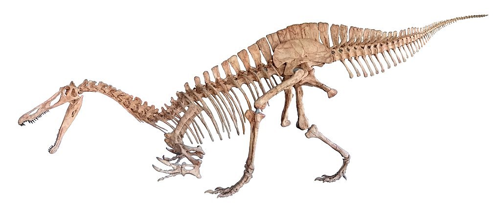 Rekonstruovaná kostra druhu Suchomimus tenerensis. Tento dravý dinosaurus žil v době před asi 125 až 110 miliony let na území současné severní Afriky. Mezi jeho nejbližší příbuzné patřili jihoameričtí spinosauridi a evropský rod Baryonyx. Kredit: Nka
