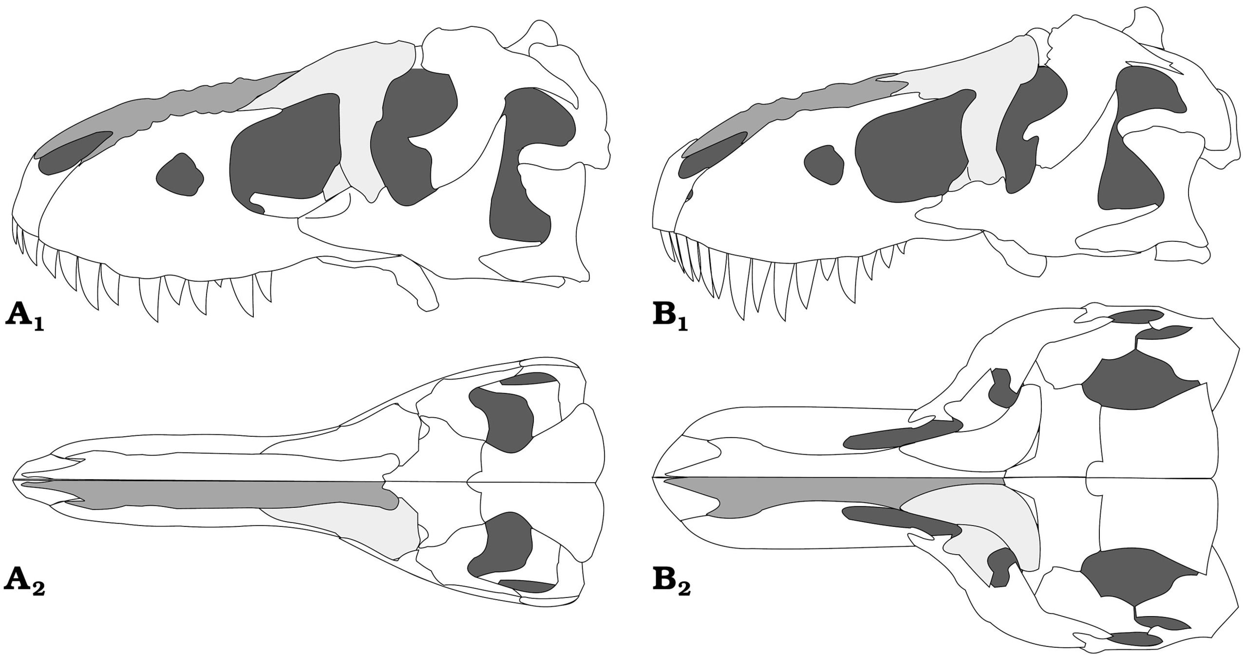 Významné rozdíly v anatomické stavbě lebečních kostí tarbosaura (A) a tyranosaura (B) nejspíš plně opravňují k tomu, abychom oba obří tyranosauridy považovali za zcela samostatné a odlišné rody. Kredit: J?rn H. Hurum and Karol Sabath; Wikipedia (CC B