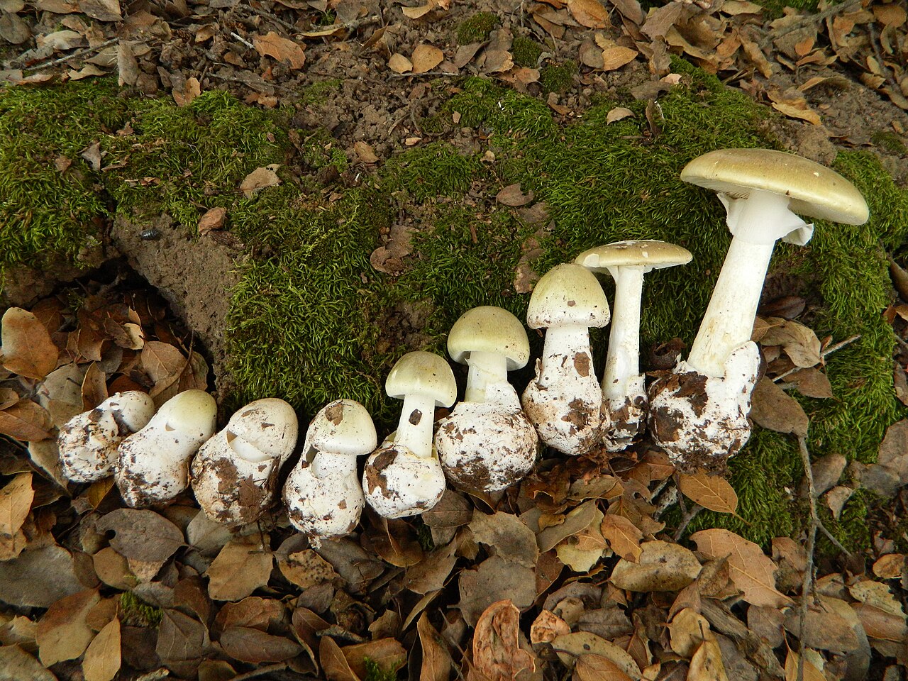 Muchomůrka zelená (Amanita phalloides). (Justin Pierce, Wikipedia, CC BY-SA 3.0)