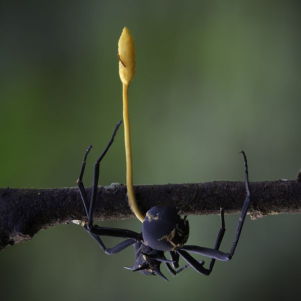 Děsivá krása housence Ophiocordyceps formicarum. Kredit: Steve Axford (steveaxford) at Mushroom Observer, Wikipedia, CC BY-SA 3.0