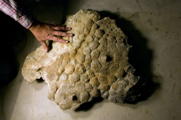 Replika fosilizovanĂ©ho otisku kĹŻĹľe triceratopse, objevenĂ©ho v roce 2002 ve Wyomingu. Kredit: Black Hills Institute of Geological Research