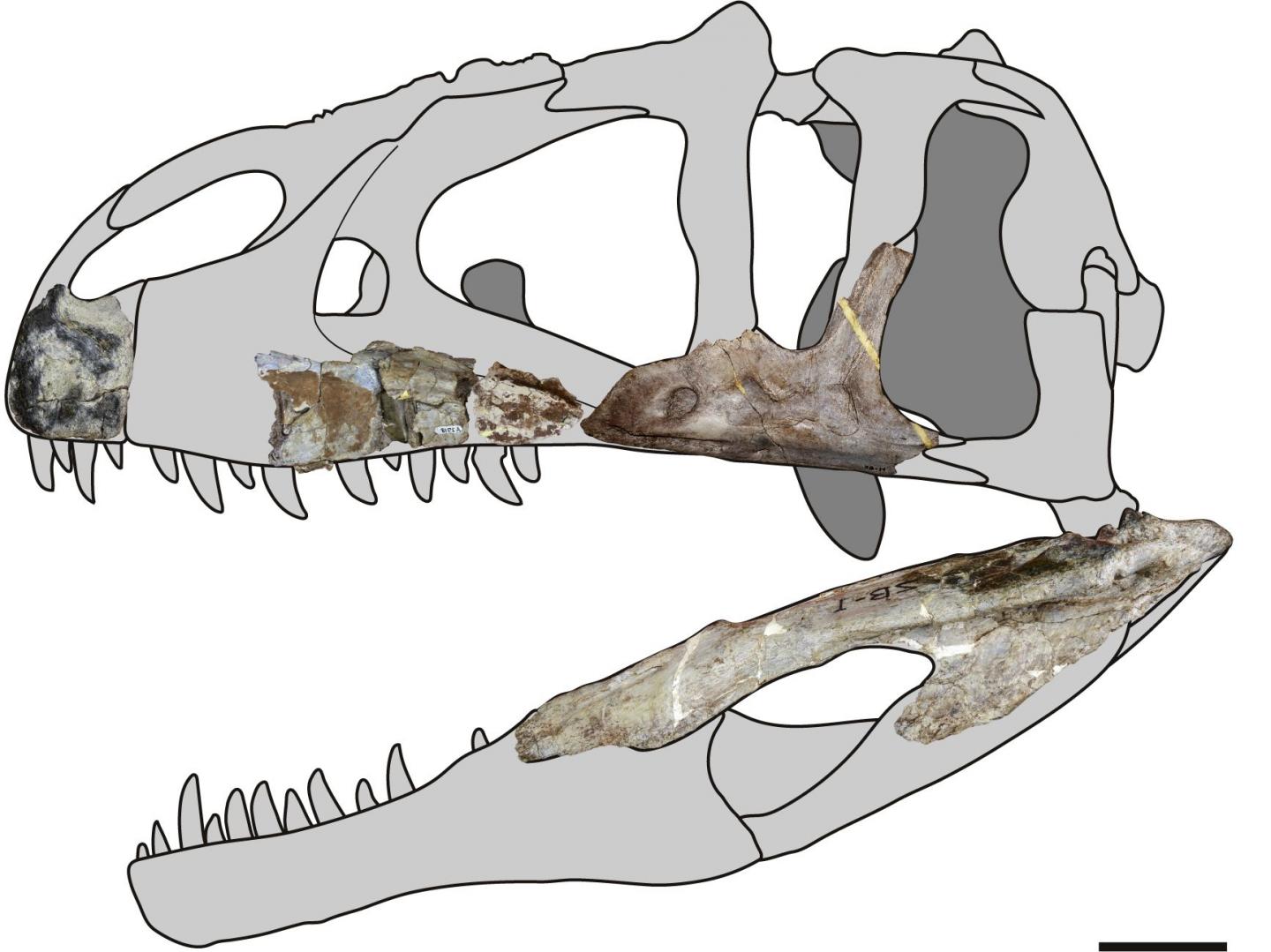 Skeletární diagram nového karcharodontosaurida druhu Siamraptor suwati – znázorněny jsou dochované fosilní části skeletu. I na základě takto nepočetných fragmentů bylo možné stanovit, že se jedná o nový rod a druh karcharodontosauridního teropoda. Př
