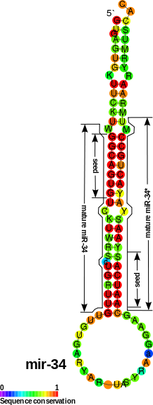 MicroRNA (prekurzor) je nekĂłdujĂ­cĂ­ RNA molekula, kterĂˇ prostĹ™ednictvĂ­m proteinu reguluje expresi mnohĂ˝ch genĹŻ zasahujĂ­cĂ­ch do kontroly rĹŻstu bunÄ›k, oprav DNA a stĂˇrnutĂ­. VĂ˝konnĂ˝m proteinem je molekula oznaÄŤovanĂˇ jako p53. Ta vyhledĂ