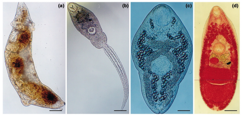 Vývojová stádia motolice Ribeiroia ondatrae. Redie (a) se vyvíjí uvnitř sladkovodního plže, kde se asexuálně množí za vzniku volně se pohybujících cerkárií (b). Cerkárie se encystují ve vhodném mezihostiteli, kterým je nejčastěji larva obojživelníků.
