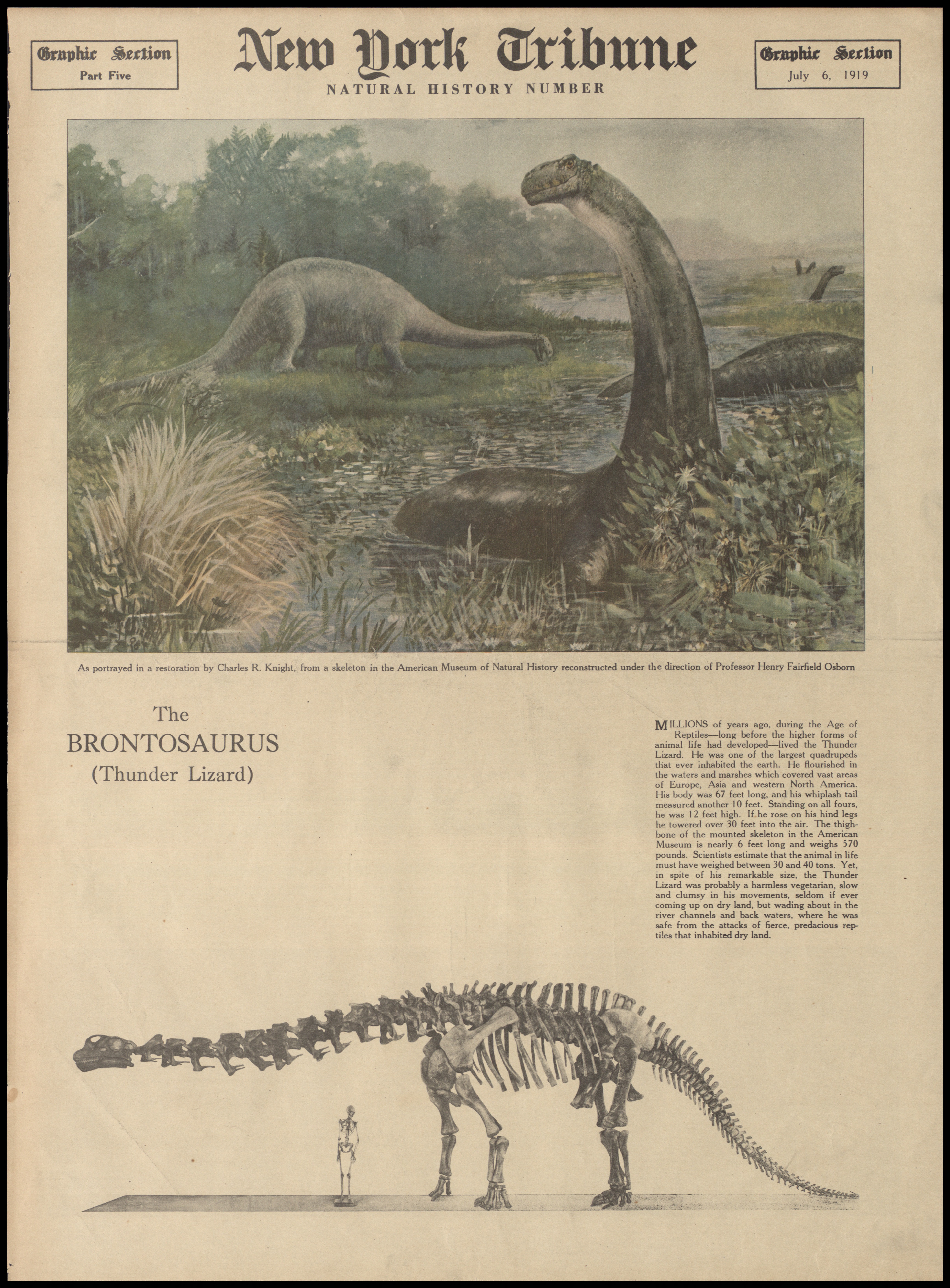 Novinový článek o brontosaurovi z roku 1919. Ačkoliv rodové jméno Brontosaurus bylo od roku 1903 do roku 2015 považováno za formálně neplatné, přesto bylo i nadále hojně používáno a neupadlo tak v zapomnění. Kredit: New York Tribune a Charles R. Knig