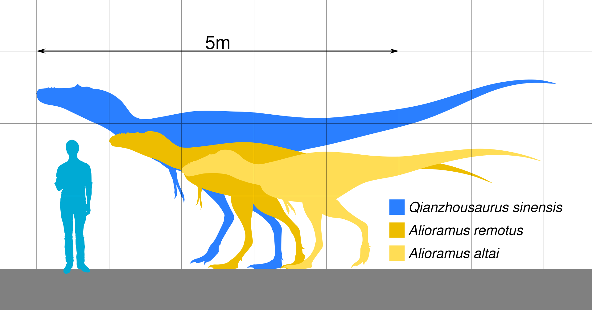 Velikostní porovnání všech tří druhů spadajících do kladu (tribu) Alioramini. V případě obou mongolských druhů rodu Alioramus i u většího čínského rodu Qianzhousaurus však není jisté, zda jejich zástupci nemohli dorůstat ještě větších rozměrů. Kredit