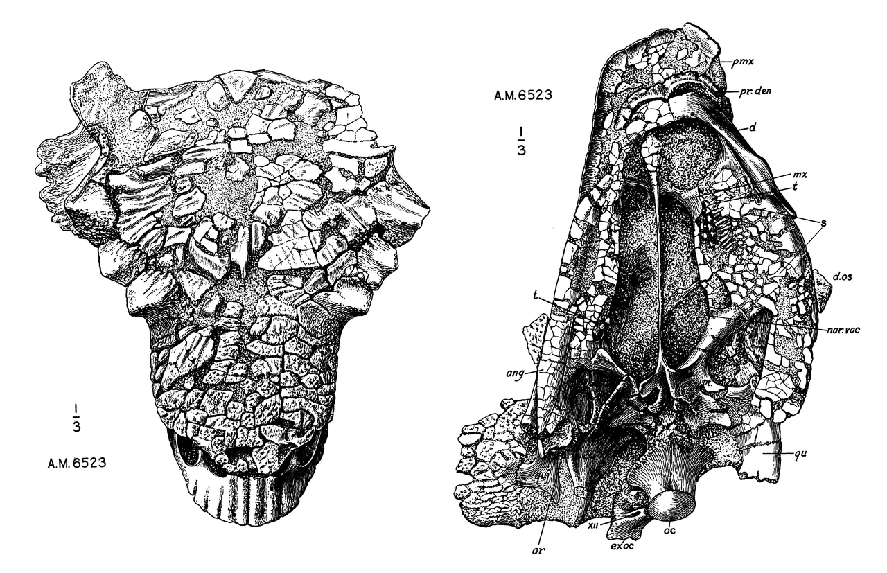 Lebka typového exempláře druhu Pinacosaurus grangeri (AMNH 6523), objevená v mongolském souvrství Džadochta roku 1923 a formálně popsaná o deset let později americkým paleontologem Charlesem W. Gilmorem. Kredit: C. W. Gilmore; Wikimedia Commons (voln