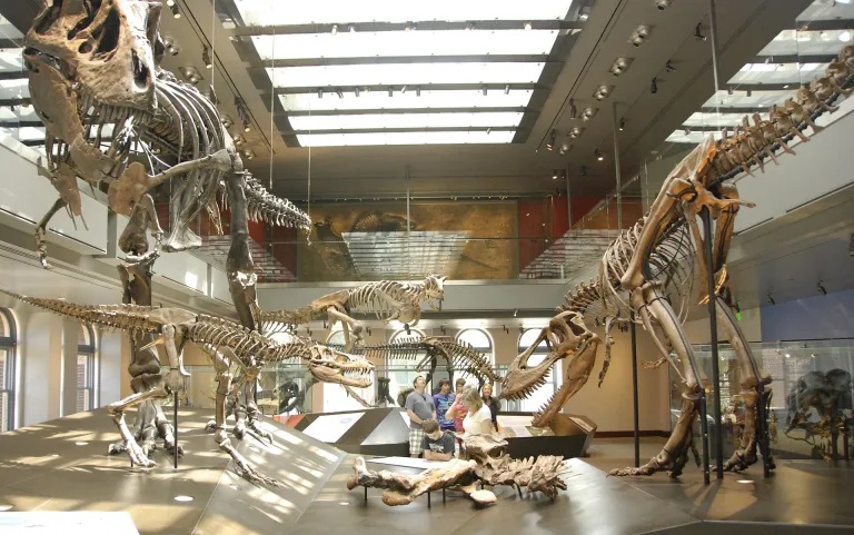 Kostry tří růstových stadií druhu Tyrannosaurus rex (ačkoliv u některých menších exemplářů se může ve skutečnosti jednat o rod Nanotyrannus). Každá fáze vývoje tyranosaura znamenala obsazení jiné potravní niky. Nejmenší mláďata byla přitom samostatná