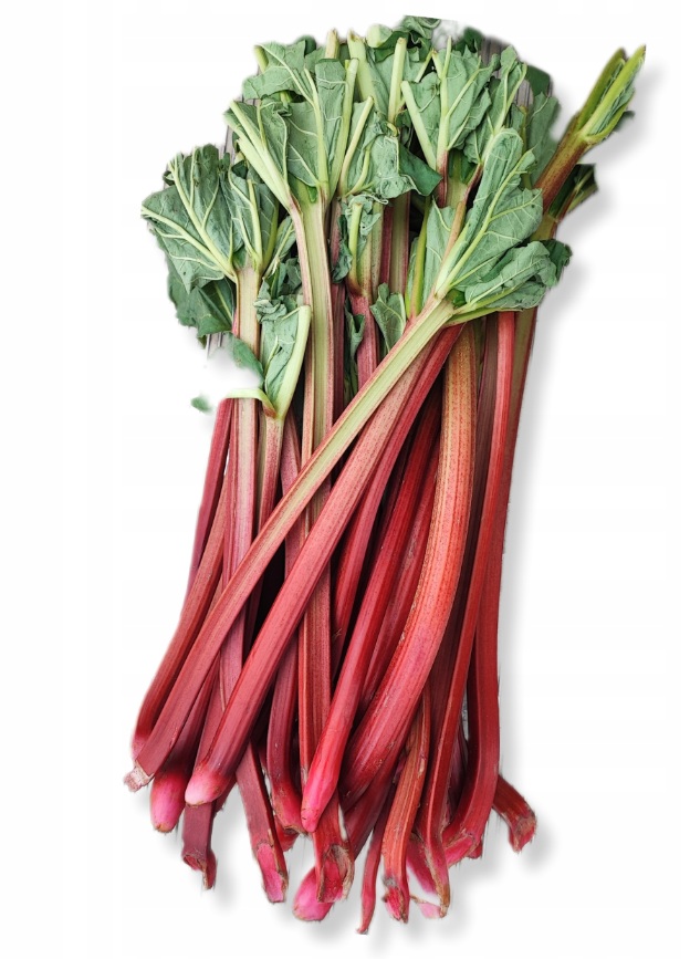 Rebarbora (z latinského názvu), neboli reveň kadeřavá (Rheum rhabarbarum) je rostlina náležící do rodu reveň, čeledi rdesnovité.  (Kredit: Allegro)