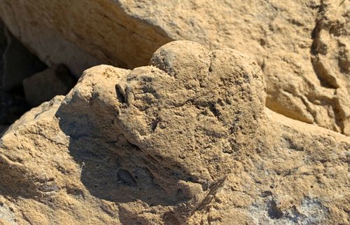 Výlitek otisku rekordně malé fosilní stopy mláděte stegosaurida, jejíž délka činí necelých 6 cm. V australském souvrství Broome Sandstone byly objeveny naopak největší známé stopy stegosauridů, mající průměr až 70 cm a délku kolem 80 cm. Jejich původ