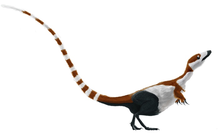 Výtvarná rekonstrukce hypotetického vzezření živého exempláře druhu Sinosauropteryx prima. Tento malý opeřený predátor dosahoval hmotnosti současného krkavce a žil v době před 125 miliony let na území dnešní čínské provincie Liao-ning. Kredit: Dinogu