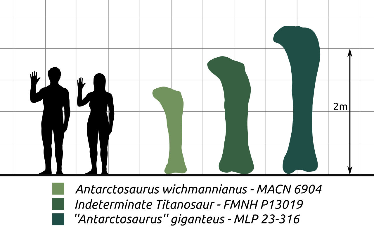 Kolosálně velké stehenní kosti druhu Antarctosaurus giganteus naznačovaly paleontologům už téměř před stoletím, že jejich původce musel patřit k největším známým dinosaurům vůbec. S délkou 235 cm jsou i dnes jedněmi z nejdelších známých dinosauřích f