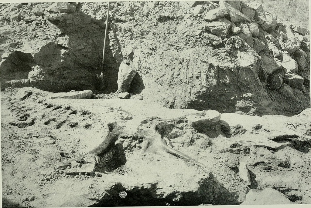 Vykopávky prvního rozeznaného jedince druhu Tyrannosaurus rex, objeveného v pustinách badlands východní Montany v roce 1902. Barnum Brown se svým týmem vykopali první částečně dochovanou tyranosauří kostru na území dnešního Státního parku Hell Creek.