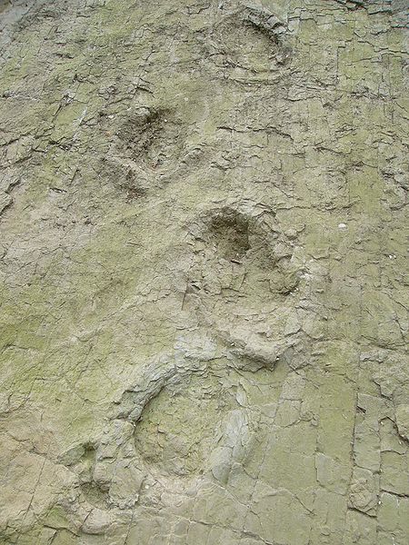 BÄ›ĹľnĂ© vzezĹ™enĂ­ fosilnĂ­ch stop sauropodnĂ­ch dinosaurĹŻ, na zĂˇkladÄ› kterĂ˝ch IovĂ© vytvoĹ™ili legendu o vĂˇleÄŤnĂ©m koni s nĂˇzvem Simudydian, jenĹľ otiskl svĂˇ kopyta do skĂˇly pĹ™i seskoku z nebes. Kredit: Jens Lallensack, Wikipedie