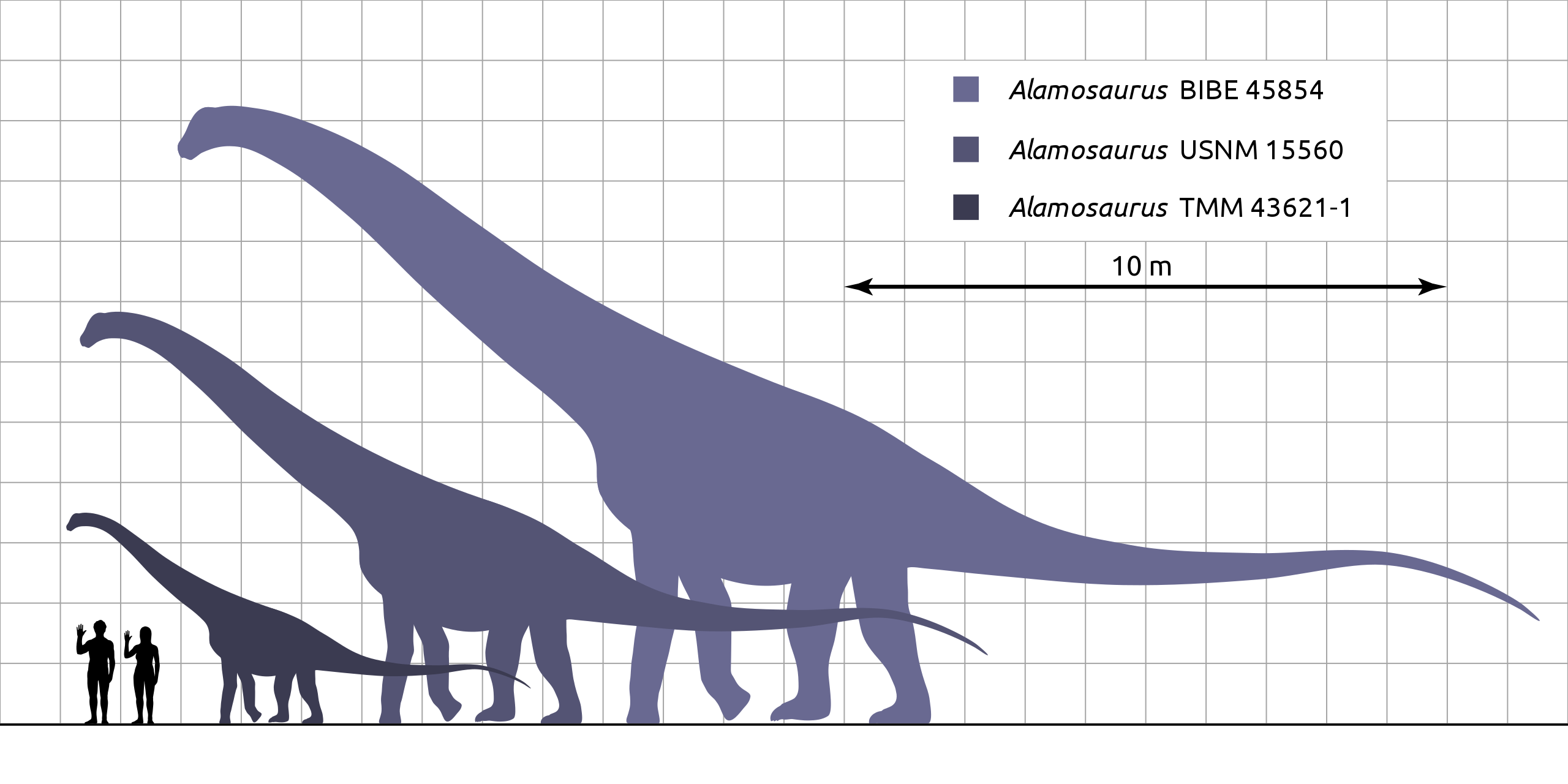 Až do roku 2011 paleontologové předpokládali, že alamosauři byli pouze sauropody střední velikosti, dosahující délky kolem 20 metrů a hmotnosti asi 10 až 20 tun. Analýza obřího obratle tohoto sauropoda však ukázala, že odrostlí jedinci se velikostně 