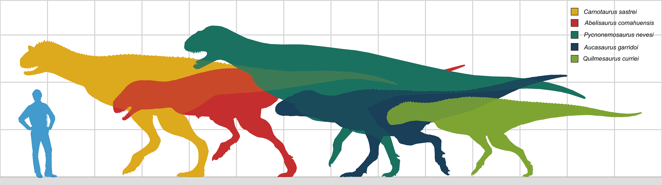 Abelisauridi byli významnou skupinou teropodních dinosaurů střední velikosti, s tělesnou délkou v rozmezí od 5 do 9 metrů. Původce zkamenělé stopy, objevené na území Bolívie, byl však nepochybně větší. Je možné, že dosahoval délky přes 12 metrů a hmo