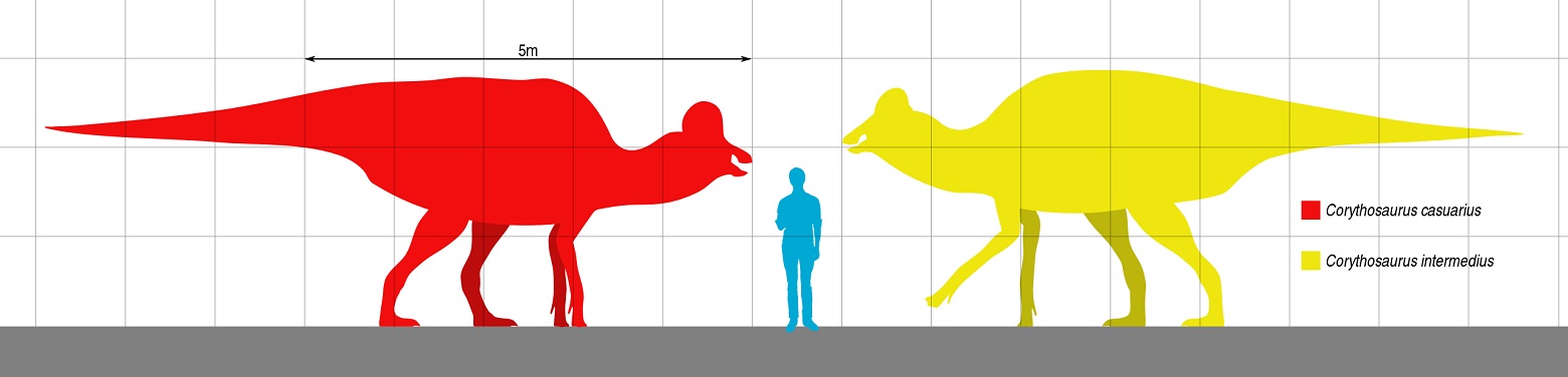 Porovnání velikosti obou vědecky platných druhů rodu Corythosaurus s velikostí dospělého člověka. Korytosauři patřili spíše k menším až středně velkým druhům hadrosauridů, přesto velcí odrostlí jedinci měřili na délku přes 9 metrů a vážili až přes 3 