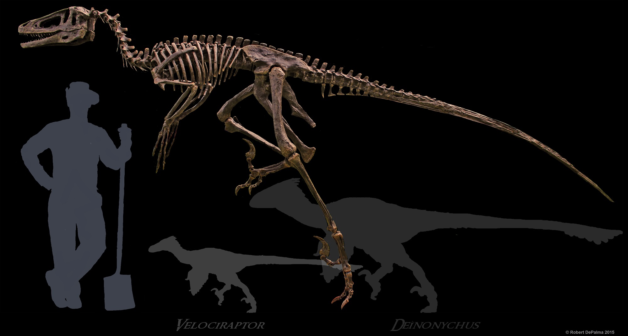 Rekonstruovaná kostra obřího dromeosaurida druhu Dakotaraptor steini v porovnání s velikostí člověka a dvou dalších „srpodrápých“ teropodů – deinonychem a velociraptorem. Kredit: Taphonomy; Wikipedia (CC BY-SA 4.0)