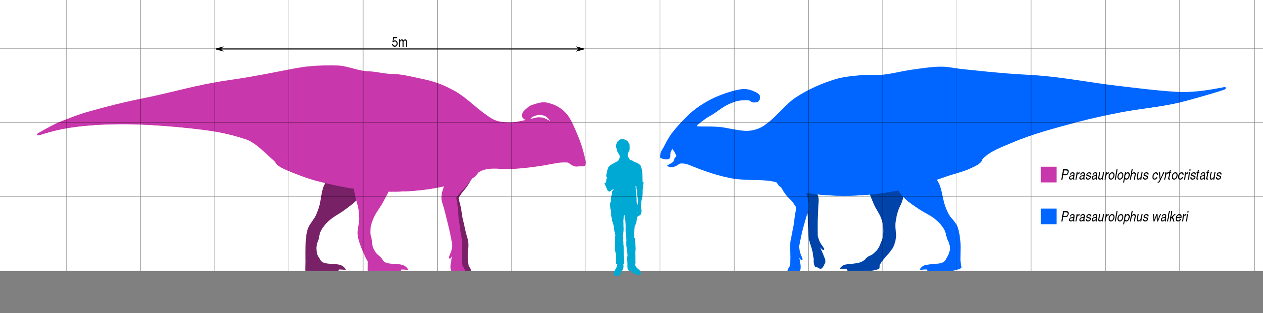 Velikostní porovnání dospělého člověka a dvou ze tří známých druhů rodu Parasaurolophus – P. cyrtocristatus (vlevo) a P. walkeri (vpravo). V obou případech se jednalo o hadrosauridy dosahující běžně délky asi 7,5 až 9,5 metru a hmotnosti přibližně me