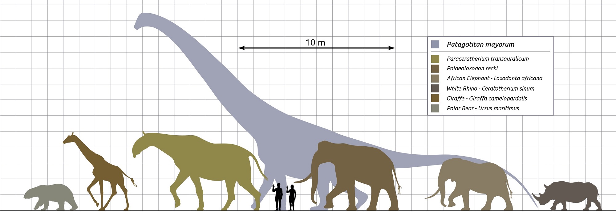Sauropodi svými rozměry výrazně překonávají všechny ostatní obří zástupce suchozemských živočichů, ať už to jsou jiní druhohorní dinosauři nebo gigantičtí kenozoičtí savci. Titanosaur druhu Patagotitan mayorum byl jen o trochu menší než argentinosaur