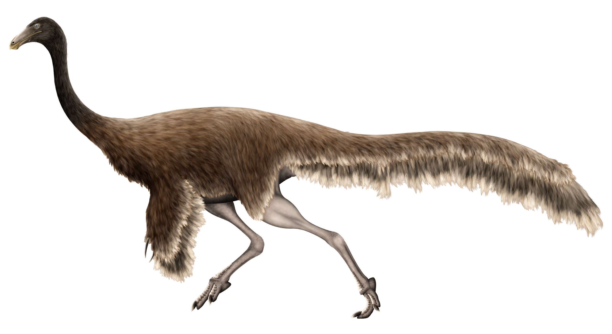 Tělesné proporce i délka nohou dávají už na první pohled tušit, že ornitomimidi byli skutečně velmi rychlými tvory. To dokazuje například i zde zobrazený zástupce této skupiny, formálně popsaný v roce 2011 jako Qiupalong henanensis. Tento geograficky