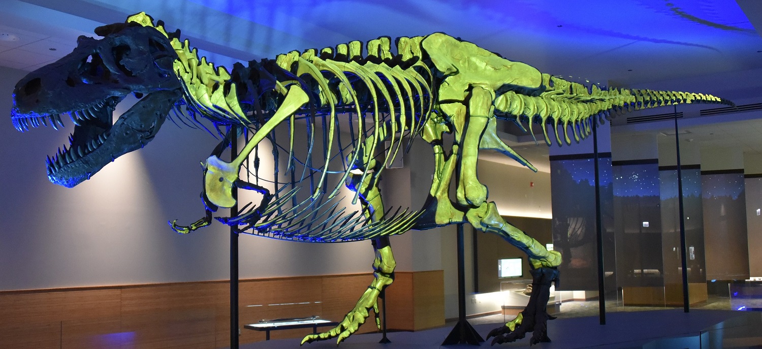 Rekonstruovaná kostra „Sue“ v muzejní expozici chicagského Field Museum of Natural History. Zeleně nasvícené jsou skutečné fosilní kosti, zbytek kostry byl doplněn dodatečně vyrobenými umělými součástmi skeletu. Dva ocasní obratle a levá lýtková kost