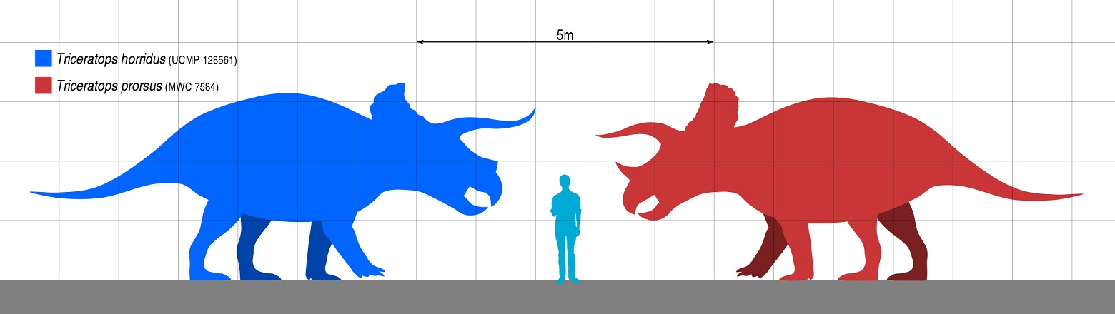 Zástupci obou vědecky platných druhů rodu Triceratops, tedy T. horridus i T. prorsus, dosahovali značné velikosti. I přes relativně krátký ocas mohl dospělý jedinec měřit přes 9 metrů a vážit kolem 10 tun. Zůstává otázkou, o kolik větší než průměrně 