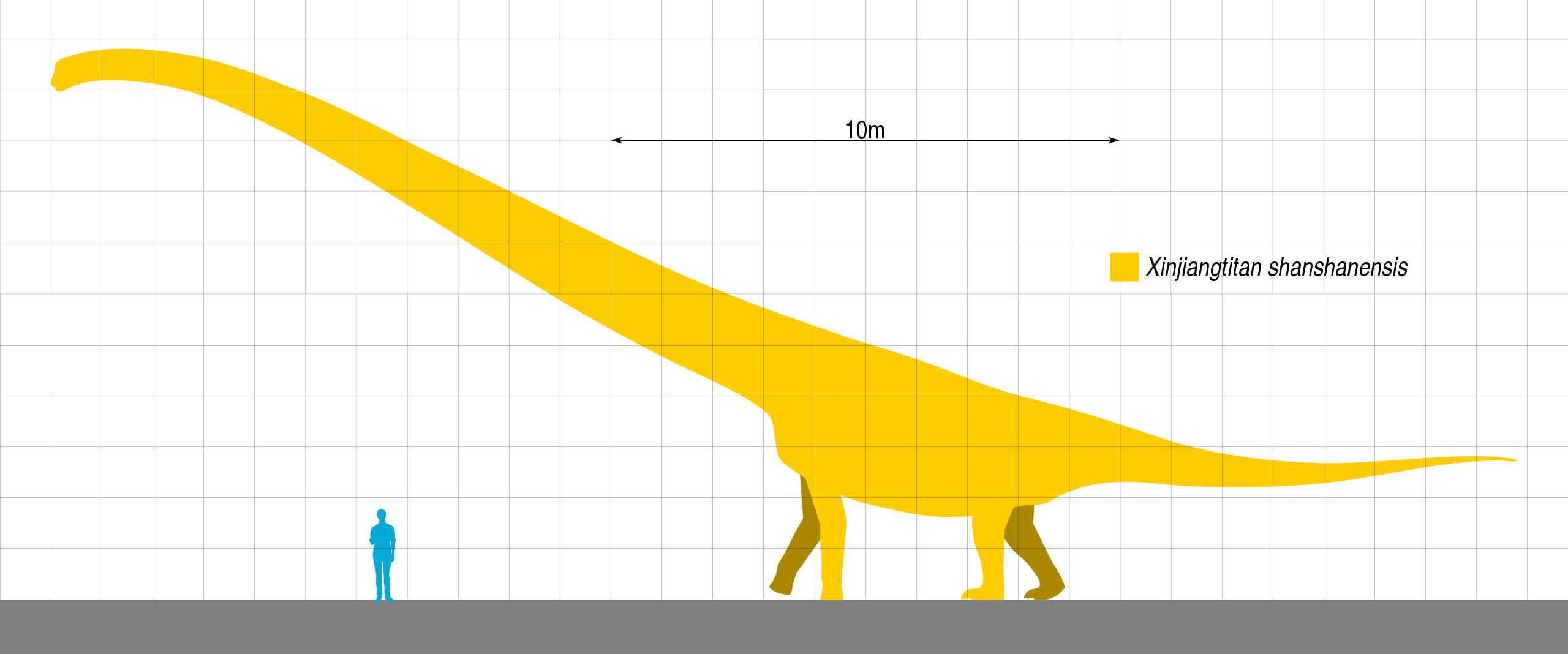 Přibližná velikost a tvar těla mamenchisauridního sauropoda druhu Xinjiangtitan shanshanensis. Při délce kolem 30 metrů vážil tento obří býložravec asi 25 až 40 tun. Jeho krk s minimální délkou 13,4 metru je patrně nejdelším potvrzeným krkem u všech 