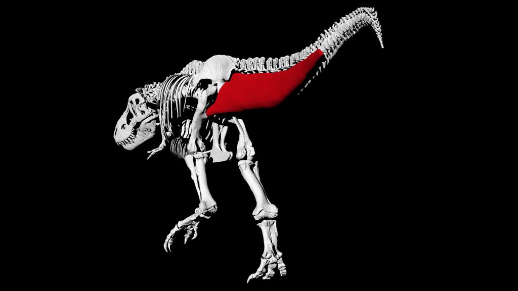 Virtuální model tyranosauří kostry znázorňující rekonstruovaný objev ocasní svaloviny. Výzkum ukázal, že hmotnost samotného ocasu jedince „Trix“ dosahovala téměř jedné tuny (962 kg) a bezmála polovinu této hmotnosti (477 kg) zabíral sval musculus cau
