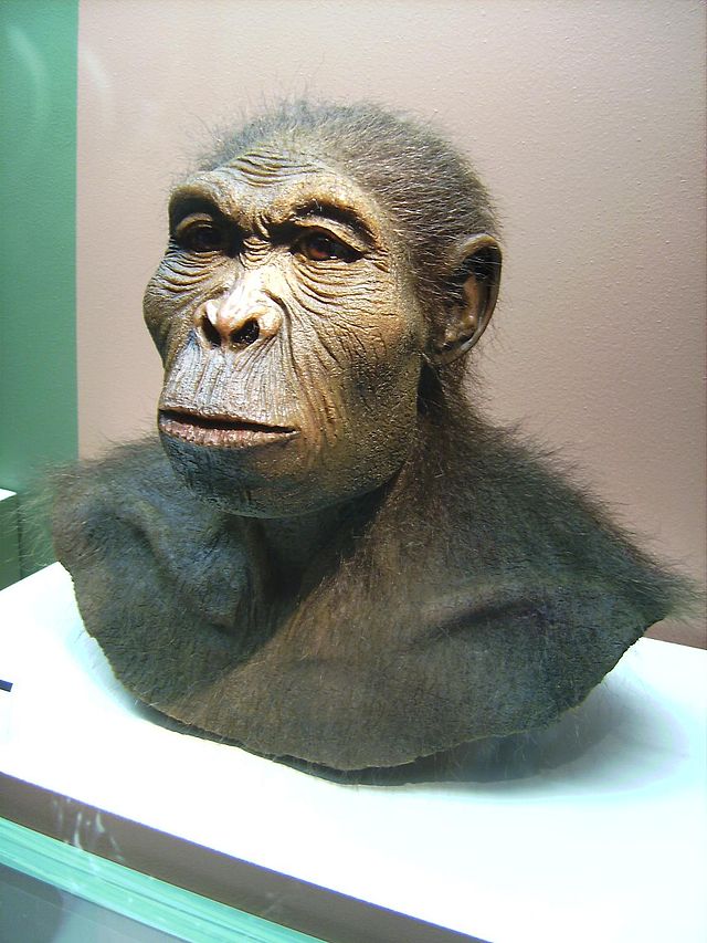 Homo habilis (WestfĂ¤lisches Museum fĂĽr ArchĂ¤ologie, Herne. CC BY-SA 3.0 Wikimedia Commons)